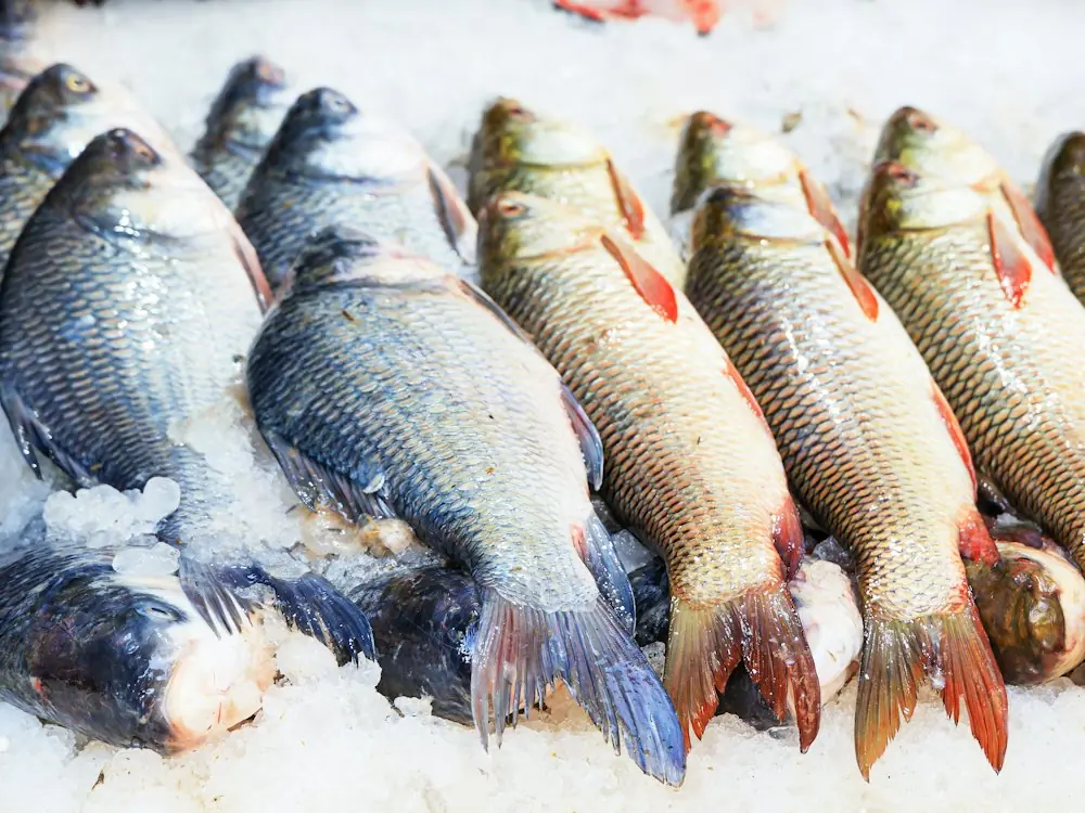Fresh whole fish laid out on crushed ice