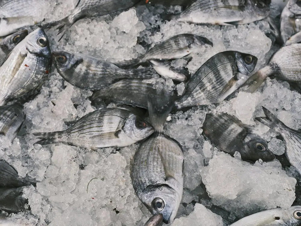Whole fish packed in ice