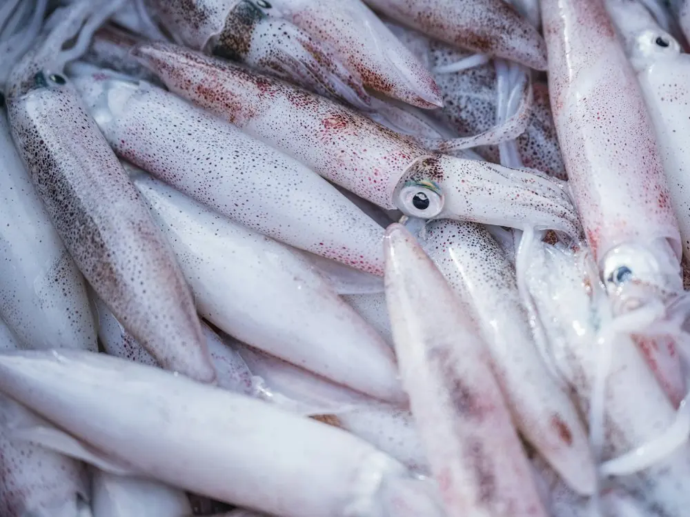 A pile of fresh whole squid